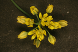 Allium moly RCP6-2013 195.JPG